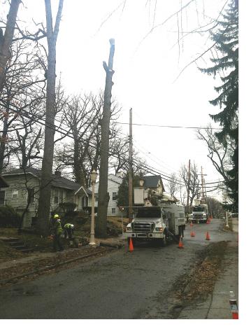 BWL Tree Cutting in East Lansing